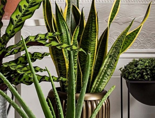 8 Houseplants That Give You a Breath of Fresh Air